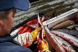 A reportage on salmon with Nils Håkan Nygård and Sven Ole Nygård. Publised in ÖT.